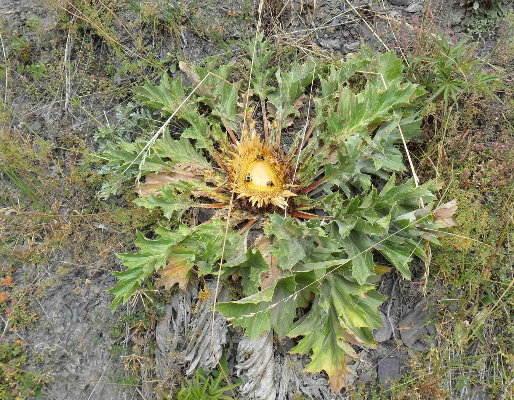 Carlina acanthifolia subsp. acanthifolia / Carlina zolfina